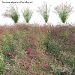 Panicum virgatum (Switchgrass) 