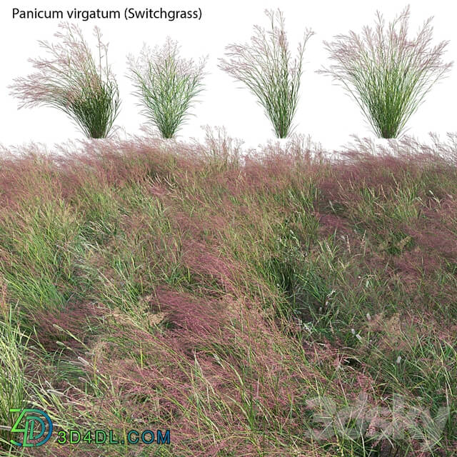 Panicum virgatum (Switchgrass)