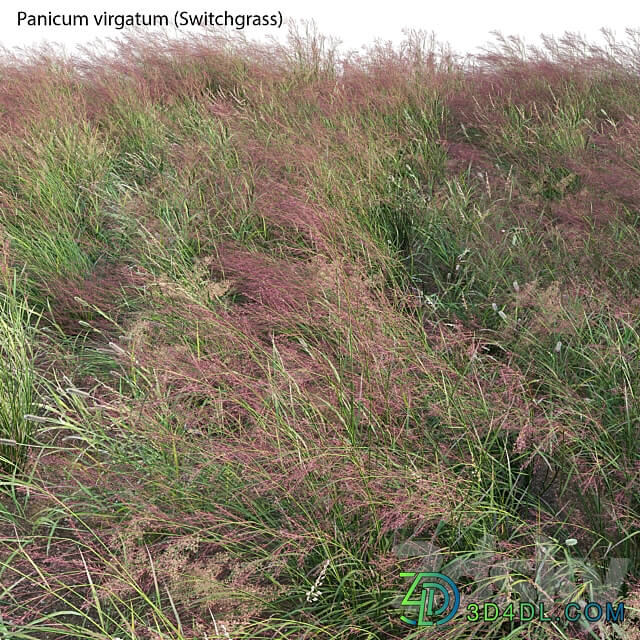 Panicum virgatum (Switchgrass)