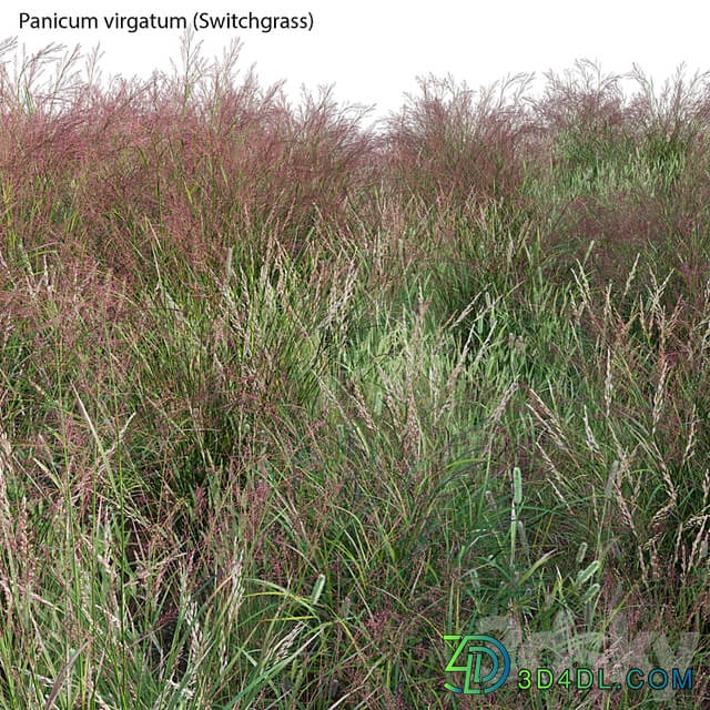 Panicum virgatum (Switchgrass)