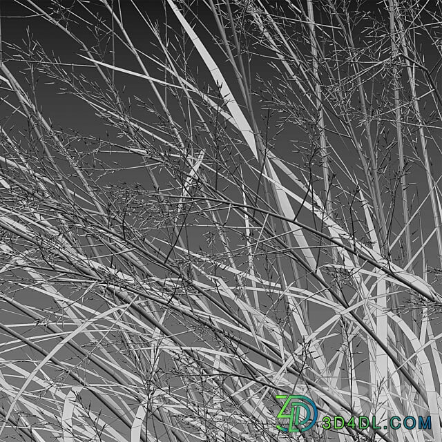 Panicum virgatum (Switchgrass)