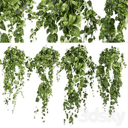 Collection plant vol 412 pothos hanging ampelous 3D Models 