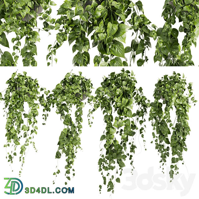 Collection plant vol 412 pothos hanging ampelous 3D Models