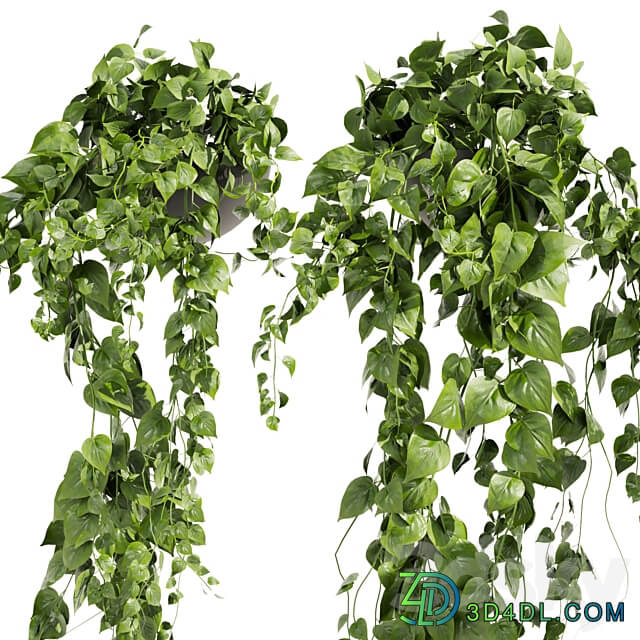 Collection plant vol 412 pothos hanging ampelous 3D Models