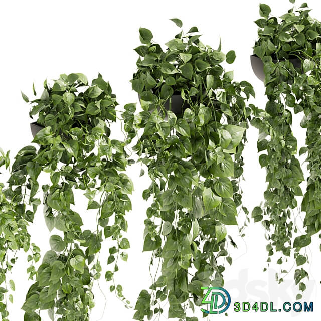 Collection plant vol 412 pothos hanging ampelous 3D Models