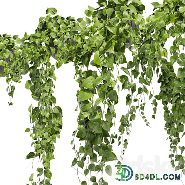 Collection plant vol 412 pothos hanging ampelous 3D Models