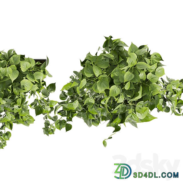 Collection plant vol 412 pothos hanging ampelous 3D Models