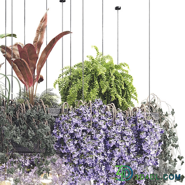 Hanging Plants Plant Collection Set 26