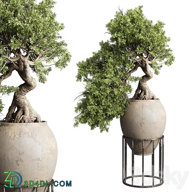 Bonsai tree in an old earthenware vase indoor plant 343