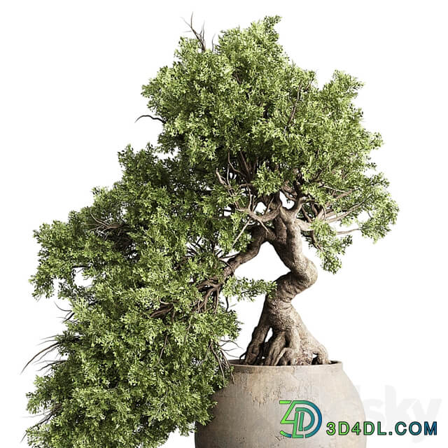 Bonsai tree in an old earthenware vase indoor plant 343