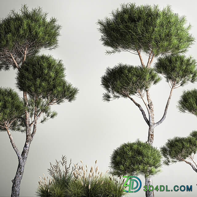 Small trees in pots pine topiary, wildflowers, bush, feather grass grass. Plant collection 1177.