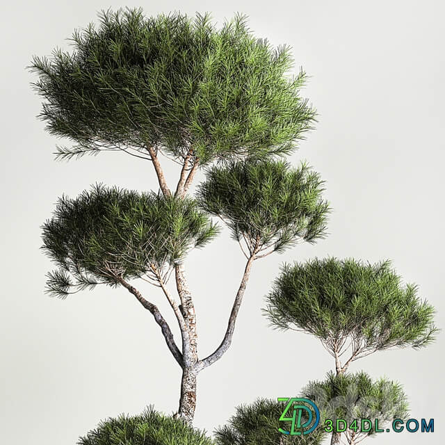 Small trees in pots pine topiary, wildflowers, bush, feather grass grass. Plant collection 1177.