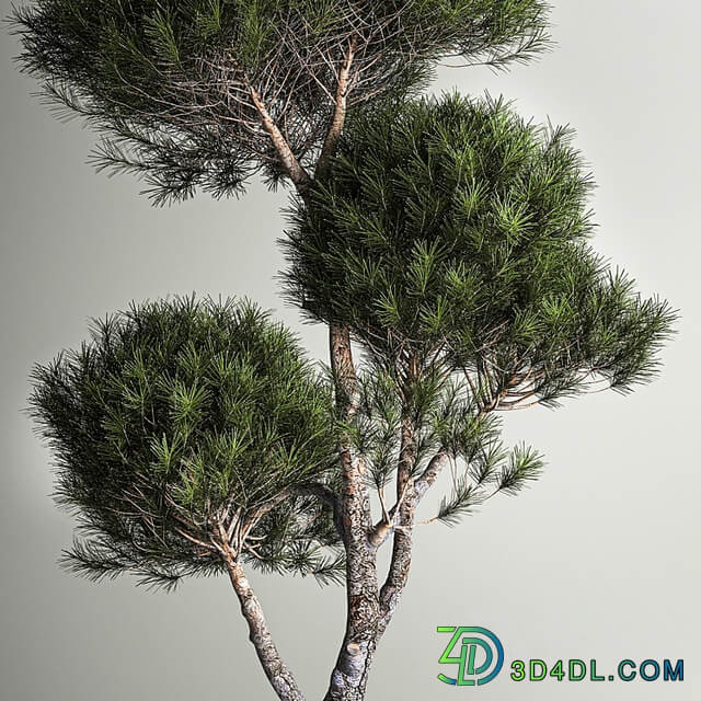 Small trees in pots pine topiary, wildflowers, bush, feather grass grass. Plant collection 1177.