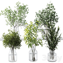 Collection Green Plants Bouquet Indoor 12 