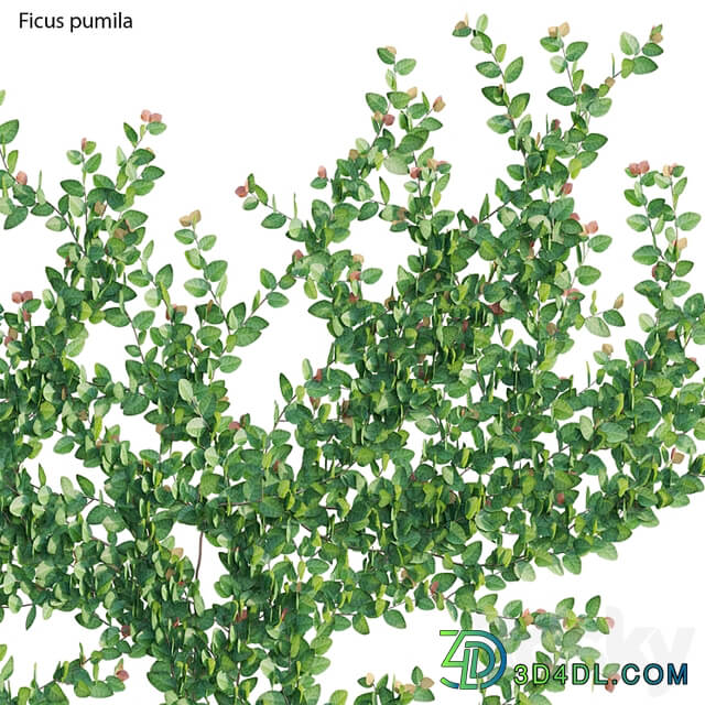 Ficus pumila – Creeping Fig – Climbing fig