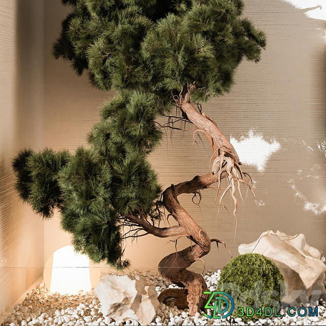 indoor Plant 252