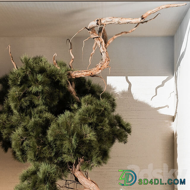 indoor Plant 252