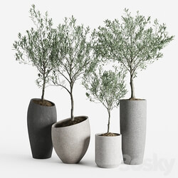 Olive European Potted Eco Stone Hitohana 