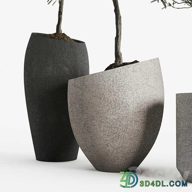 Olive European Potted Eco Stone Hitohana