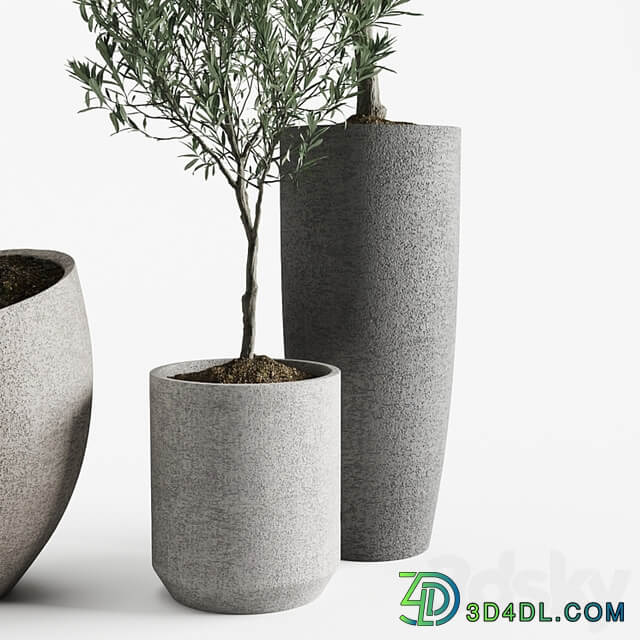 Olive European Potted Eco Stone Hitohana