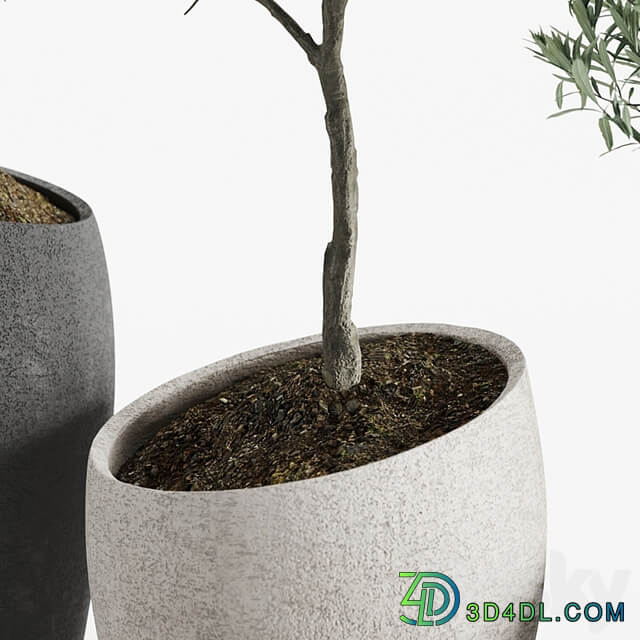 Olive European Potted Eco Stone Hitohana