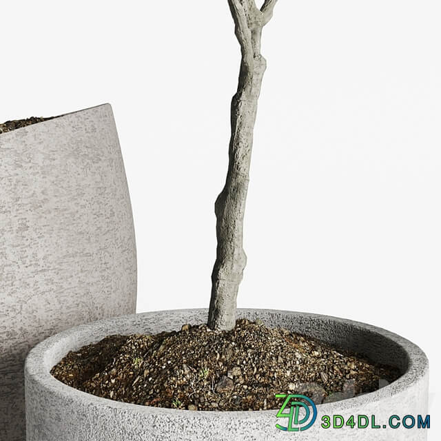 Olive European Potted Eco Stone Hitohana