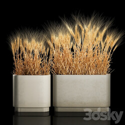 Bushes of spikelets of dry wheat in flowerpots dried flowers, eco style. Plant collection 1204 