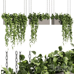 Collection plant vol 469 ampelous hanging pothos 