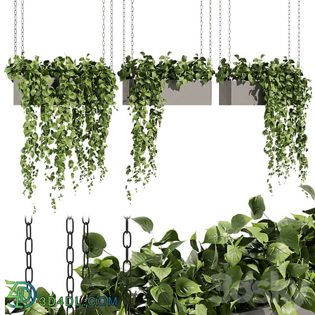 Collection plant vol 469 ampelous hanging pothos