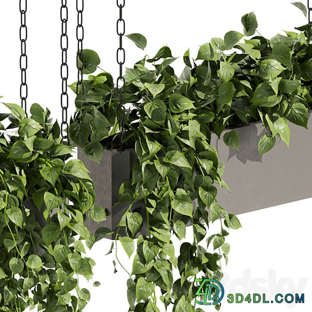 Collection plant vol 469 ampelous hanging pothos