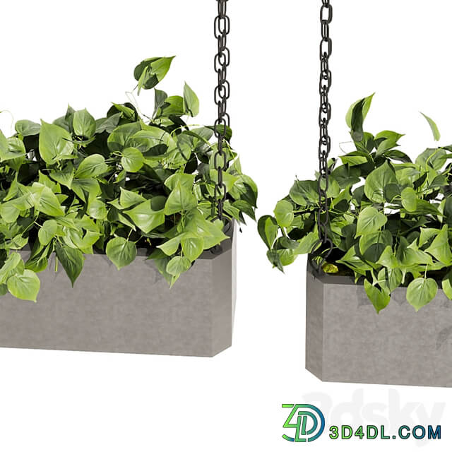 Collection plant vol 469 ampelous hanging pothos