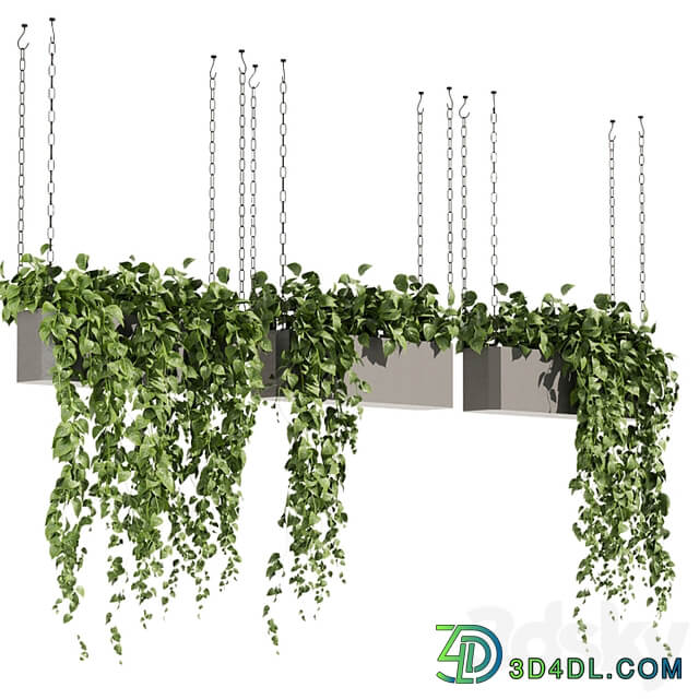 Collection plant vol 469 ampelous hanging pothos