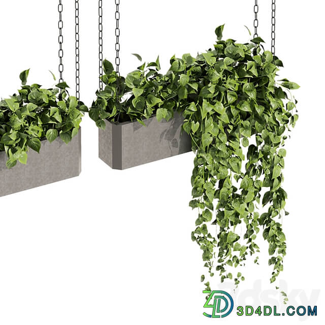 Collection plant vol 469 ampelous hanging pothos