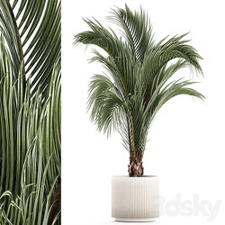 A beautiful indoor palm tree in a modern Areca pot, Hovea. 1225 