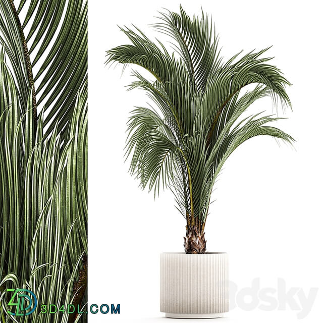 A beautiful indoor palm tree in a modern Areca pot, Hovea. 1225