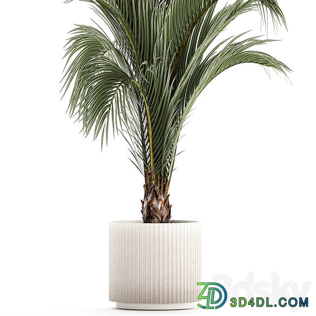 A beautiful indoor palm tree in a modern Areca pot, Hovea. 1225