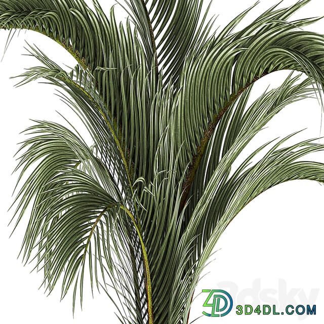 A beautiful indoor palm tree in a modern Areca pot, Hovea. 1225