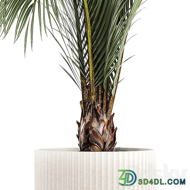 A beautiful indoor palm tree in a modern Areca pot, Hovea. 1225