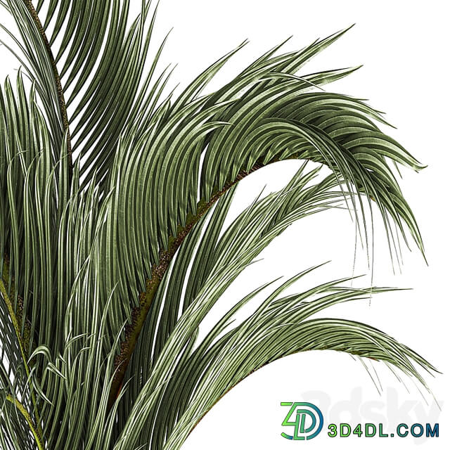 A beautiful indoor palm tree in a modern Areca pot, Hovea. 1225