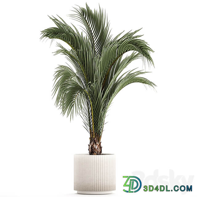 A beautiful indoor palm tree in a modern Areca pot, Hovea. 1225