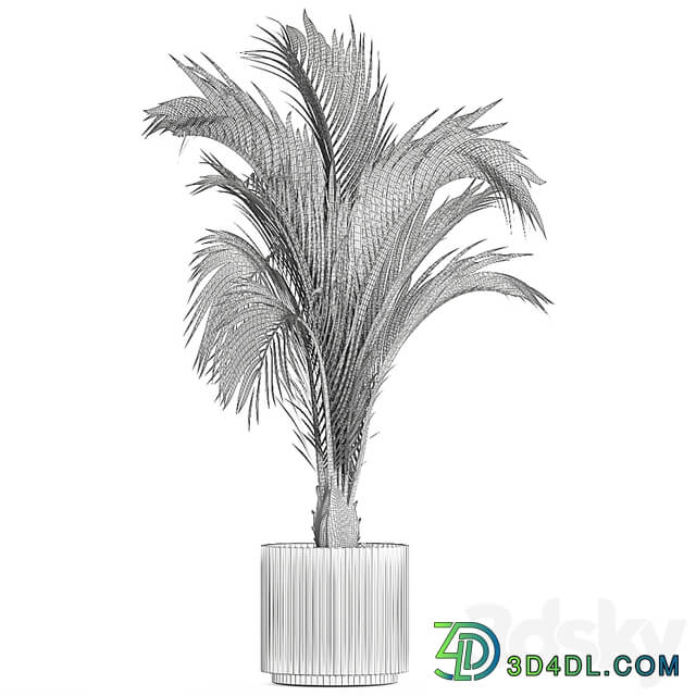 A beautiful indoor palm tree in a modern Areca pot, Hovea. 1225