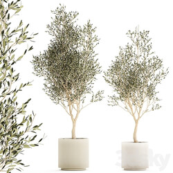 Beautiful small ornamental olive trees in a modern pot. Set of plants 1229 