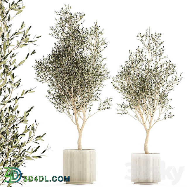 Beautiful small ornamental olive trees in a modern pot. Set of plants 1229