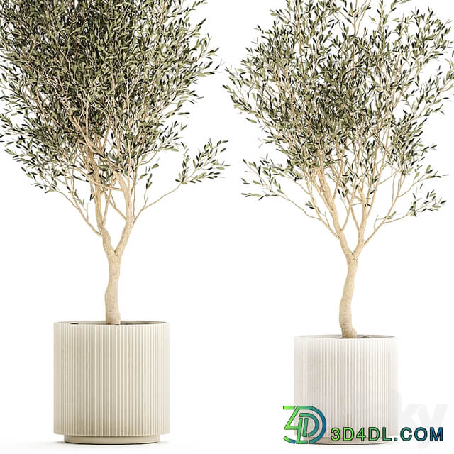 Beautiful small ornamental olive trees in a modern pot. Set of plants 1229