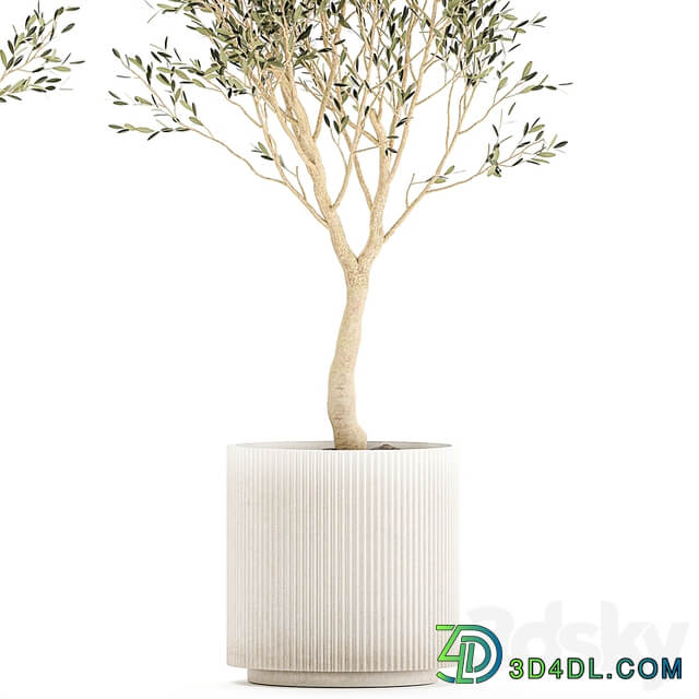 Beautiful small ornamental olive trees in a modern pot. Set of plants 1229