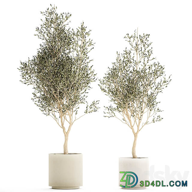 Beautiful small ornamental olive trees in a modern pot. Set of plants 1229