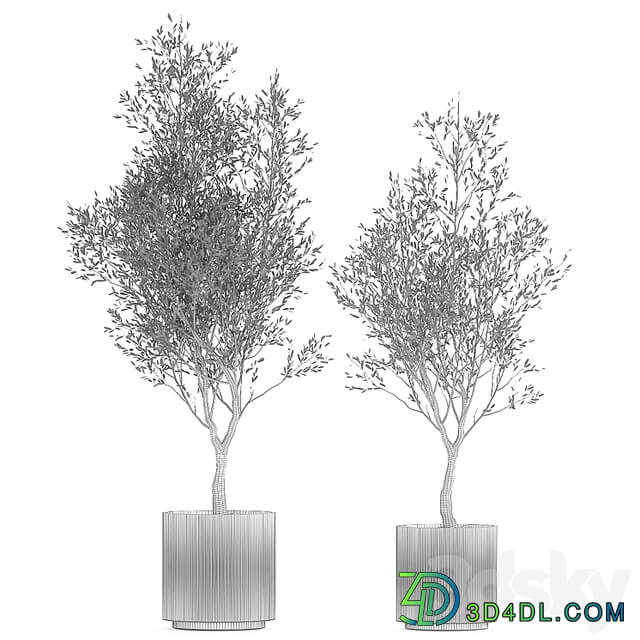 Beautiful small ornamental olive trees in a modern pot. Set of plants 1229