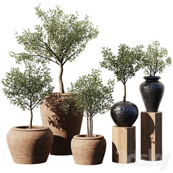 Indoor Plant Set V11 Olive Old Pot 