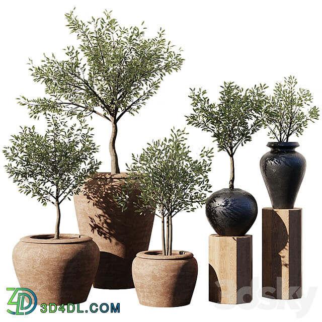 Indoor Plant Set V11 Olive Old Pot