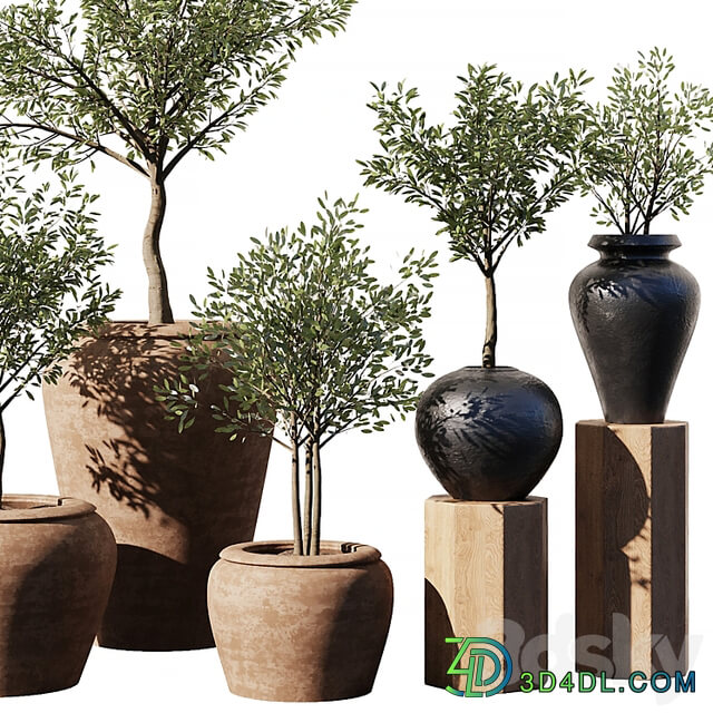 Indoor Plant Set V11 Olive Old Pot